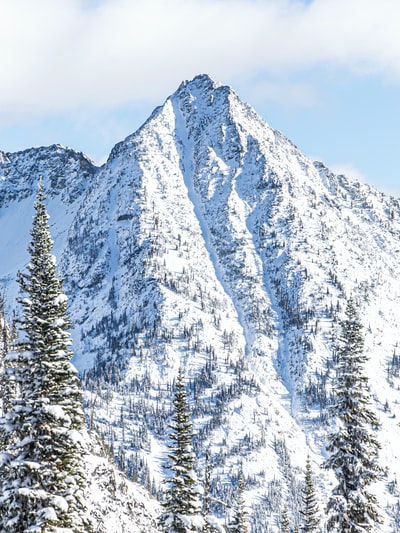 During the day the snow-covered pines
